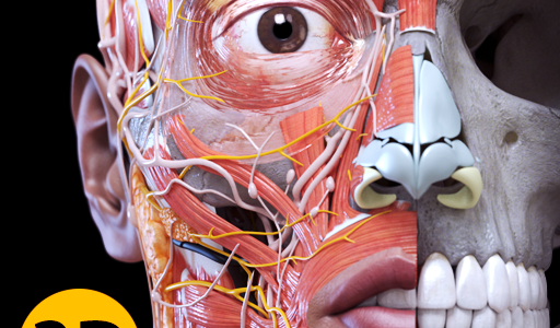 Atlas 3D de anatomía